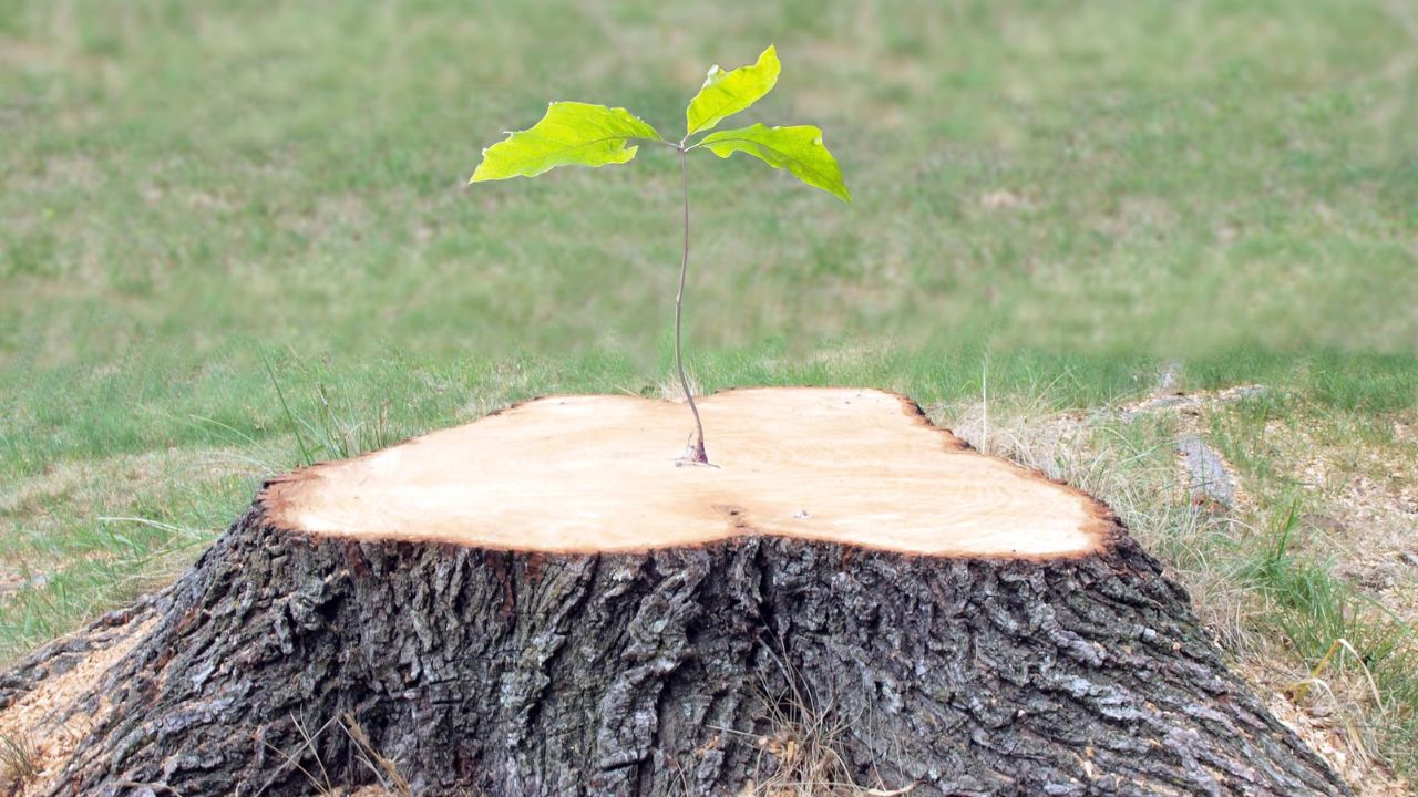 Regrowth of the tree