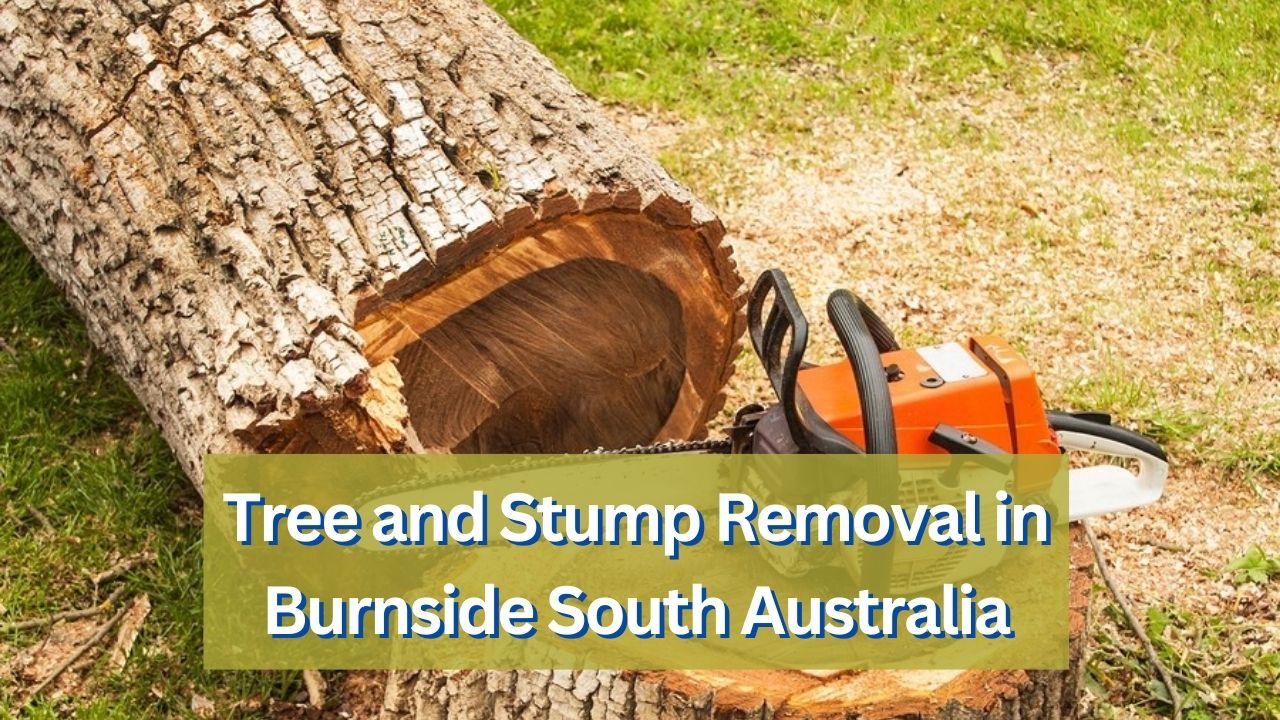 Tree and Stump Removal in Burnside South Australia