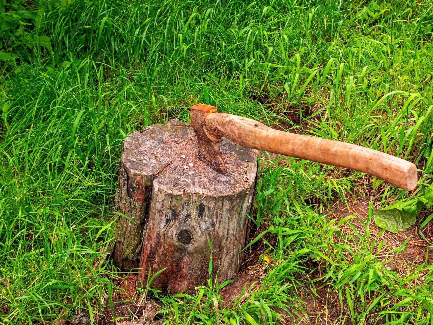 ax-cutting-wood-tree-stump