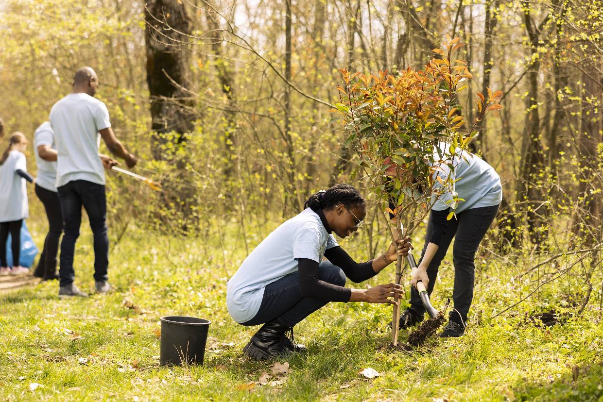 team-two-activists-doing-voluntary-work-plant-trees-forest